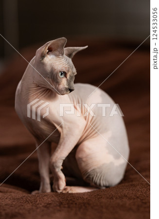 Portrait of sphinx cat on brown background 124533056