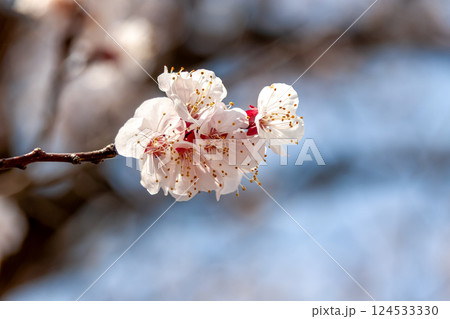 アンズの英名はアプリコット、別名はカラモモ、花は可憐だ アンズの英名はアプリコット、別名はカラモモ、花は可憐だ 124533330