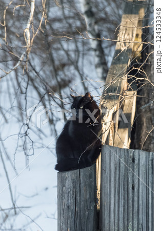 A black cat sits on a wooden fence in the park in winter. 124533348