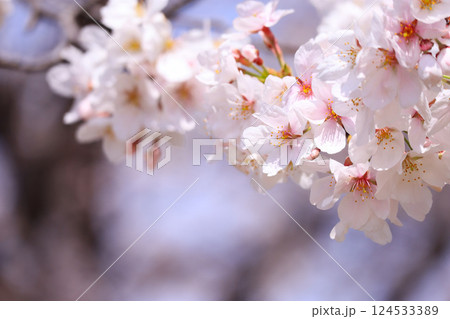 桜の花びら 桜の花びら 124533389
