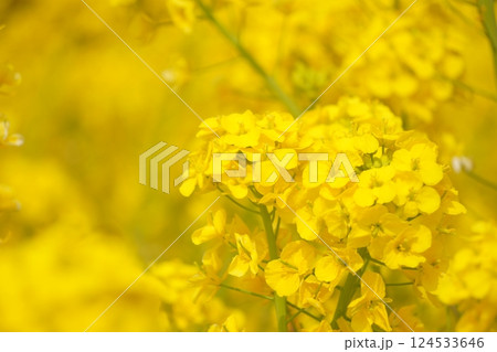 満開の菜の花畑 124533646