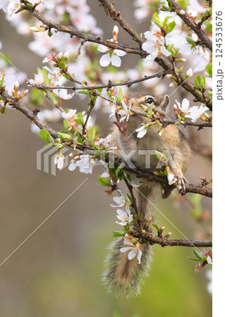 ユスラウメの花を食べるリス ユスラウメの花を食べるリス 124533676