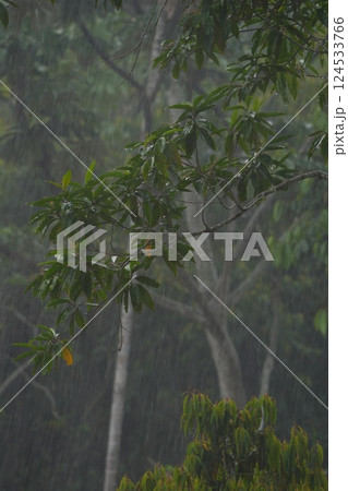 熱帯降雨林の雨 熱帯降雨林の雨 124533766