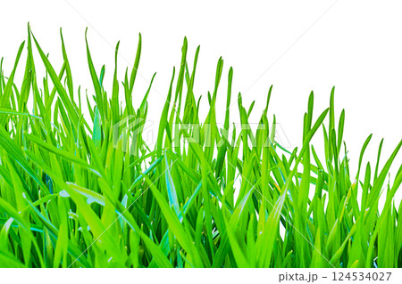 Isolated on a transparent white background, green, juicy fresh leaves of wild plants, grasses with long leaves, cereal plants. Blank for design, artwork, element. Beauty in nature, springtime, summer Isolated on a transparent white background, green, juicy fresh leaves of wild plants, grasses with long leaves, cereal plants. Blank for design, artwork, element. Beauty in nature, springtime, summer 124534027