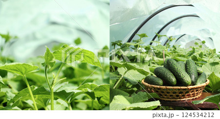 A collage of cucumbers and related vegetables, showcasing different stages of growth, harvesting, and farming. agriculture, organic farming, and vegetable cultivation 124534212