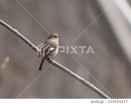 木の枝にとまるジョウビタキのメス 124534257
