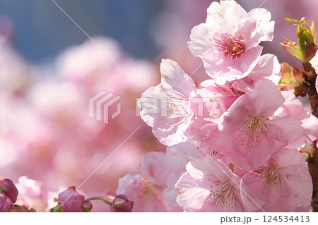 春の陽光に照らされる桜 124534413