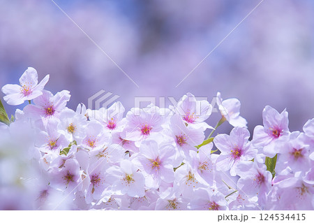 朝日を浴びる桜の花 124534415