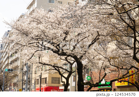 練馬区千川通りの桜並木を散策して 124534570