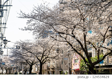 練馬千川通りの桜並木を散策して 124534629
