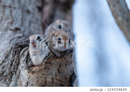 木の幹に現れた三匹のエゾモモンガ 木の幹に現れた三匹のエゾモモンガ 124534649