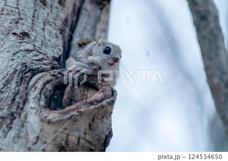 木の幹に現れたエゾモモンガ 124534650