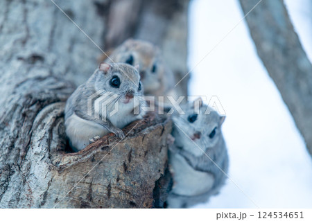 木の幹に現れた三匹のエゾモモンガ 124534651