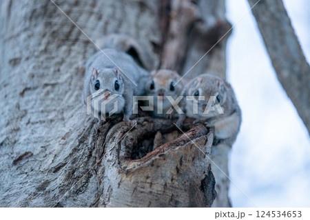 木の幹に現れた三匹のエゾモモンガ 124534653