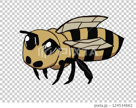 A single honeybee 124534662