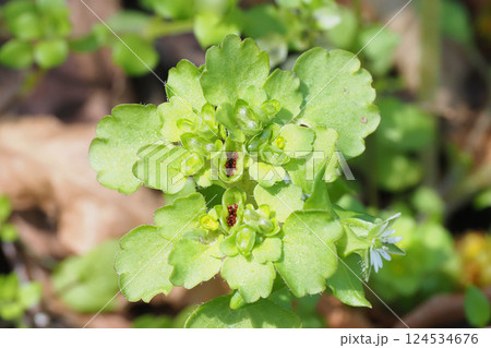 ネコノメソウの一種の花 124534676