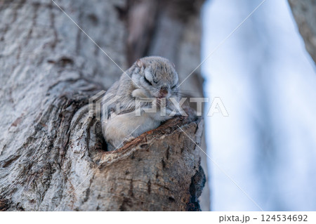 木の幹に現れたエゾモモンガ 木の幹に現れたエゾモモンガ 124534692