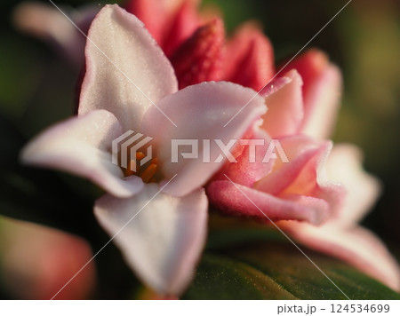 朝日に輝く沈丁花（20250322071249） 124534699