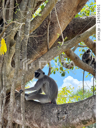 木の上のラングール猿、アヌダーラプラの風景、スリランカ 124534801