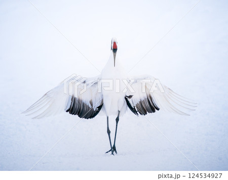 冬の日のタンチョウ 124534927