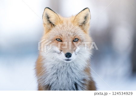 冬のキタキツネの肖像 124534929