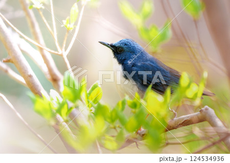 幸せを呼ぶコルリ 124534936