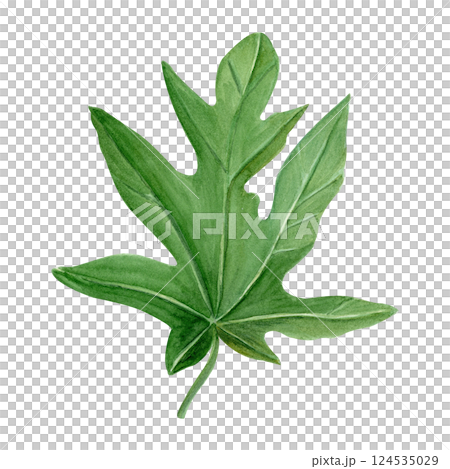 Papaya leaf watercolor illustration isolated on white background. Hand drawn tropical nature design element, sketch style. Design element perfect for cards, posters, decor, eco design. Green plant 124535029