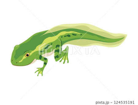 Frog life cycle stage. Wild water animal, development toads. Amphibian illustration. Hand drawn colorful diagram on white background 124535191