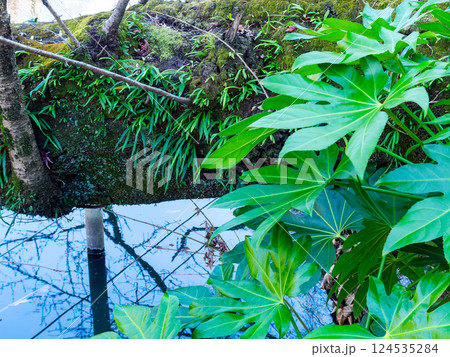 苔むした古木と着生植物の景色 苔むした古木と着生植物の景色 124535284