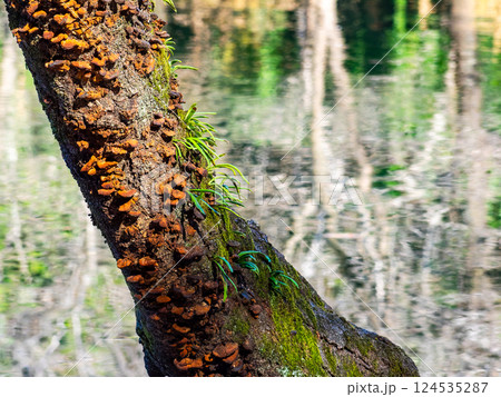 苔むした古木と着生植物の景色 124535287