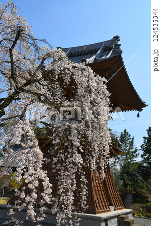 枝垂れ桜満開の高崎慈眼寺 124535344
