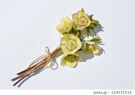 クリームイエローのクリスマスローズの花束 124535518