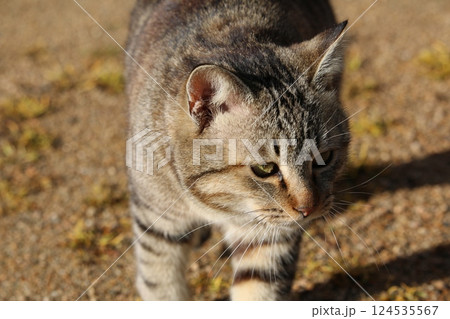 瀬戸内の島の猫 124535567