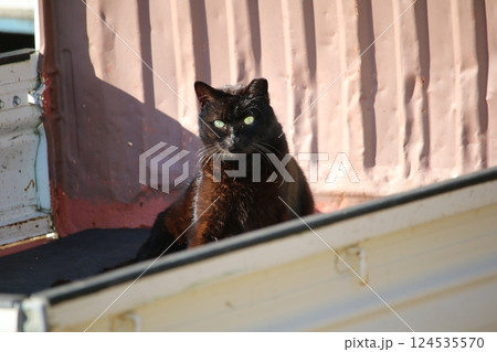 瀬戸内の島の猫 瀬戸内の島の猫 124535570