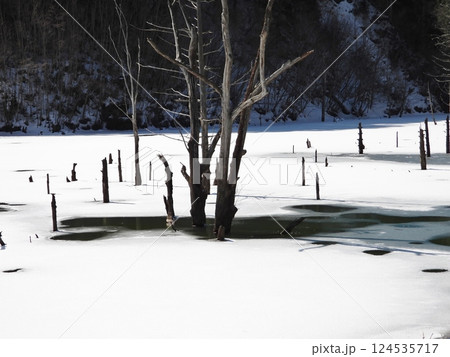 立枯れの樹木が林立する王滝自然湖の早春の景色 124535717