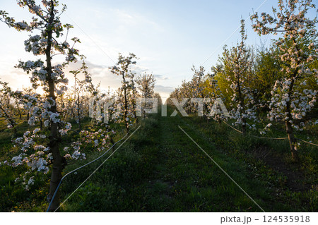 apple trees in the spring in the orchard, young apple trees on a plantation in the countryside 124535918