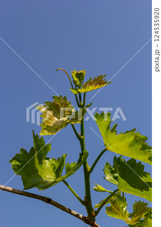 Young green tender leaves of grapes on a background of blue sky in spring Young green tender leaves of grapes on a background of blue sky in spring 124535920