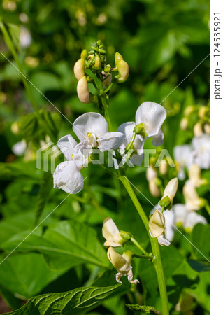 Plants of the kidney bean with flowers and young ripening pods on a plantation, view from the bottom Plants of the kidney bean with flowers and young ripening pods on a plantation, view from the bottom 124535921
