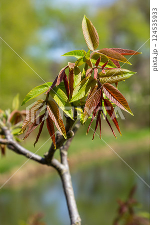 Walnut tree in blossom, male flowers on branches. Early spring. Close up shot, detail 124535933