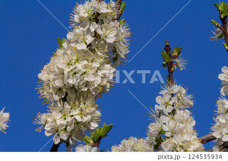 White flowers bloom on a tree against a clear blue sky in springtime, showcasing fragile petals and delicate details during a sunny afternoon 124535934