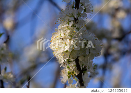 Beautiful white blossoms bloom on branches under a clear blue sky during springtime near a garden 124535935