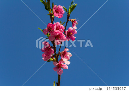 Beautiful Pink Peach Blossoms in a Garden, Pink Peach Flowers Blooming on Peach Tree, Beautiful peach flowers close up - as background, Flowering branch of fruit flower closeup 124535937
