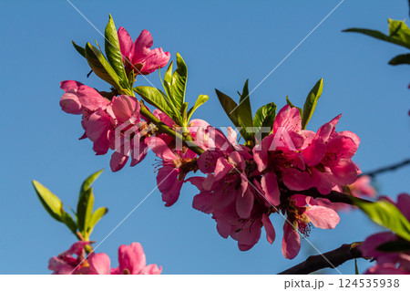 Beautiful Pink Peach Blossoms in a Garden, Pink Peach Flowers Blooming on Peach Tree, Beautiful peach flowers close up - as background, Flowering branch of fruit flower closeup Beautiful Pink Peach Blossoms in a Garden, Pink Peach Flowers Blooming on Peach Tree, Beautiful peach flowers close up - as background, Flowering branch of fruit flower closeup 124535938