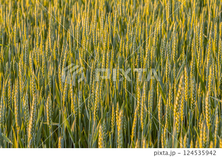 Wheat field in the golden hour showcasing vibrant green and yellow stalks ready for harvest in a rural agricultural setting 124535942