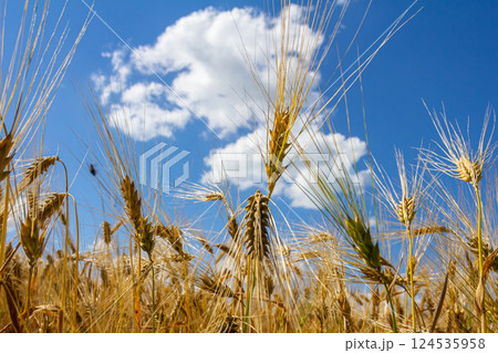 Golden wheat fields under a blue sky with fluffy clouds near the harvest season in a rural landscape 124535958