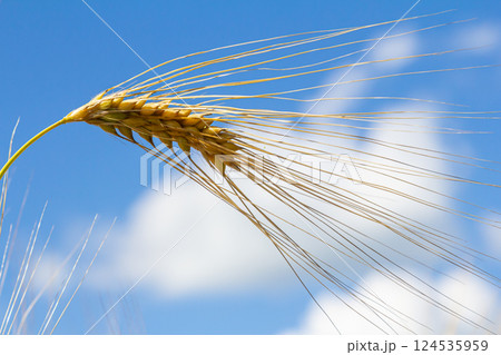 Golden wheat spikelet swaying in the breeze under a blue sky with fluffy clouds on a sunny day in rural countryside Golden wheat spikelet swaying in the breeze under a blue sky with fluffy clouds on a sunny day in rural countryside 124535959