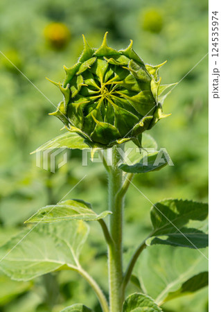 Sunflower bud growing in a vibrant green field during daytime, showcasing nature's beauty and the promise of summer blooms 124535974