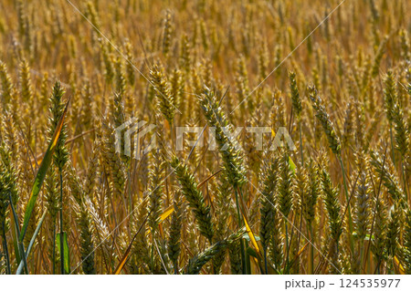 Golden wheat field swaying gently under the warm afternoon sun in a rural landscape during harvest season Golden wheat field swaying gently under the warm afternoon sun in a rural landscape during harvest season 124535977