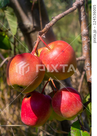 Juicy red apples hanging from a tree branch in a sunny orchard on a clear autumn day showcasing nature's bounty and seasonal harvest 124536005