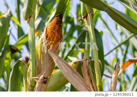 Corn cobs in corn farming fields during the harvest season can be used for roasted corn or staple food 124536011